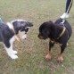 Hestia con su amiga Nueva en el parque.